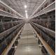 Automatic Poultry Farming Equipments H Shaped Layer Chicken Cage Battery Layer Cage