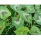 Polygonum chinense L Chinese Knotweed whole plant traditional chinese herb eastern medicine Huo tan mu