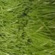 Artificial Soccer Grass / Artificial Grass Waterproof