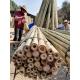 Dry Straight 60cm To 595cm Big Bamboo Poles Natural Color