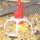 Al-Zn Coating 1.5mm Automatic Duck Feeder For Farm House Equipment
