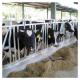 20 Sets Farm Machinery Dairy Cow Headlocks Farm Machinery Equipment