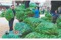 Sweet Corn Sold Well in Guangdong