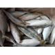 Scomber Japonicus Seafood 60G Frozen Indian Mackerel For Home