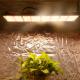 2024 240w grow led full spectrum mix 660nm Chip led lights 2835 for green house