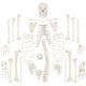 Scientific Life Size Disarticulated 180cm Human Skeleton Model
