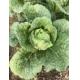 Large Organic Flat Head Cabbage With Japan Standard HACCP&GAP Standard