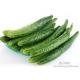 Cucumber Extract Enhance immunity, delaying aging  Chinese Manufacturer Yongyuan Bio-Tech