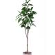 Lush Apperence Artificial Ficus Tree , Fake Ficus Plant Perfect Botanical Mix