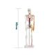 85cm Anatomy Human Skeleton Model Attach Heart Vascular Nerve Skeleton Model