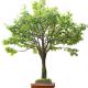 Bespoke Large Fake Ficus Tree Custom Height Foliage Tree 2-20m Evergreen Plant