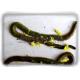 Top living marine bait, lugworm, lobworm,all-round bait,Koreano