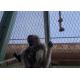 7*7 55*55mm heavy duty Aviary Mesh 1800mm Zoo Netting