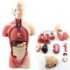 Medical Education Human Anatomy Torso Model 10.5 Inch Of 14PCS Removable Organs