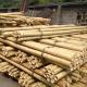 Garden Furniture Natural  Bamboo Poles Stakes Straight For Garden Plant Length 16cm
