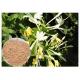 Anti Bacterial Natural Flower Extracts Chlorogenic Acid 5% Honeysuckle Flower Extract Powder