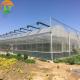 Customized Length Film Multi-Span Greenhouse with Film Cover at Affordable