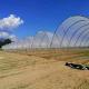Blueberry Strawberry Flower Low Cost Farming Tunnel Agricultural Greenhouses Rain Shelter