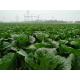 Cruciferous Organic Green Cabbage , No Putrefaction Healthy Cabbage
