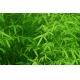 100% pure natural Bamboo Leaf Extract powder Flavonoids 20%+lipid ( lactones ) 6%