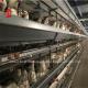 3 4 Tiers Automatic Layer Chicken Battery Cages For Laying Hens Mia