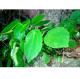 Bulk herb for sale Pilea cavaleriei H Lév traditional chinese herb online store Shi you cai