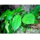 Bulk herb for sale Pilea cavaleriei H Lév traditional chinese herb online store Shi you cai