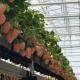 Customized Multi-Span Greenhouse Yield Solution for Hydroponic Vegetable Production