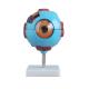 6 Times Enlarged Plastic Human Anatomical Eye Model With Blood Vessel