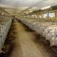 Prefab Steel Pig Farm Houses Sheds Buildings For Efficient Modernized Farming Solutions