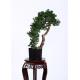 Household Preserved Bonsai BC066 Tree Residential With Plastic Grow Pot Base