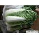 Nutritious Chinese Green Cabbage Helps Improve Digestion Easy Stockpile