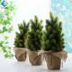 Mini Indoor Green Plants , Bonsai Christmas Tree For Table Ornament