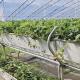 Plastic Sheet Flower Sunlight Greenhouse Drip Irrigation for Consistent Irrigation