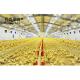 Steel Farming Livestock Shed Poultry House Chicken Shed with Tolerance ±1%