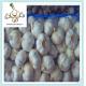 Fresh Pure White Garlic 5.0cm Packed In Carton With Best Price