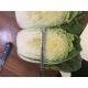 Natural Hue Fresh Chinese Cabbage No Pesticide Residue Fiber Shin