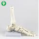 Left Foot Human Skeleton Model Metacarpal 1.0 Kg Single Gross Weight