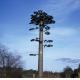 ANSI Bionic Tree Single Tube Camouflage Cell Tower
