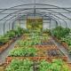 Single Layer Hydroponic Tunnel Greenhouse for Agriculture 30 Days Return Refunds