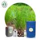 Cas 8007 02 1 Wholesale price Pure natural Organic Lemon Grass oil For