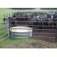 Horse Or Sheep Stockyard Corral Fence Panels / 1.6m Height Galvanized Cattle