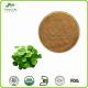 Bulk Supply Centella P.E powder Gotu Kola Extract Asiaticosides