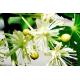 Lime flower extract, Linden flower extract, Tilia Extract 10:1