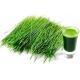 Super Green  Organic Young Barley Grass Powder Health Care Product Factory Sale