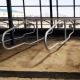 Stainless Steel Galvanized Pipe Free Stalls For Cows Single Row Style