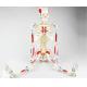 Adult Human Muscle And Skeleton Anatomy Model