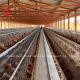 Africa Hot Selling Poultry Farming Cage System 32 doors For Egg Laying Birds Emily