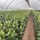 Film Cover Material Agriculture Tunnel Greenhouse Solution for Large Crop Production