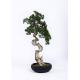 Rejuvenating Pine Artificial Tree , Curved Chinese Bonsai Tree Environmental Protective